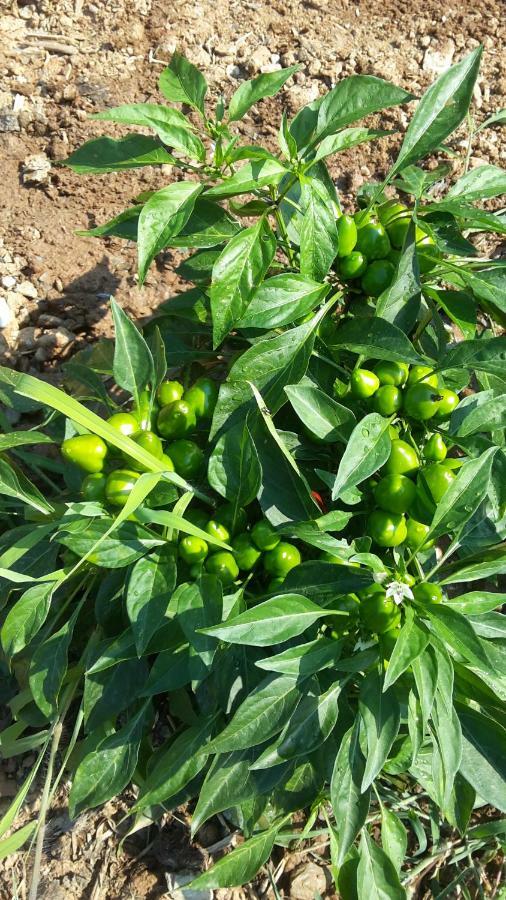 Azienda Agrituristica Le Terre Di San Leonardo سترارو المظهر الخارجي الصورة